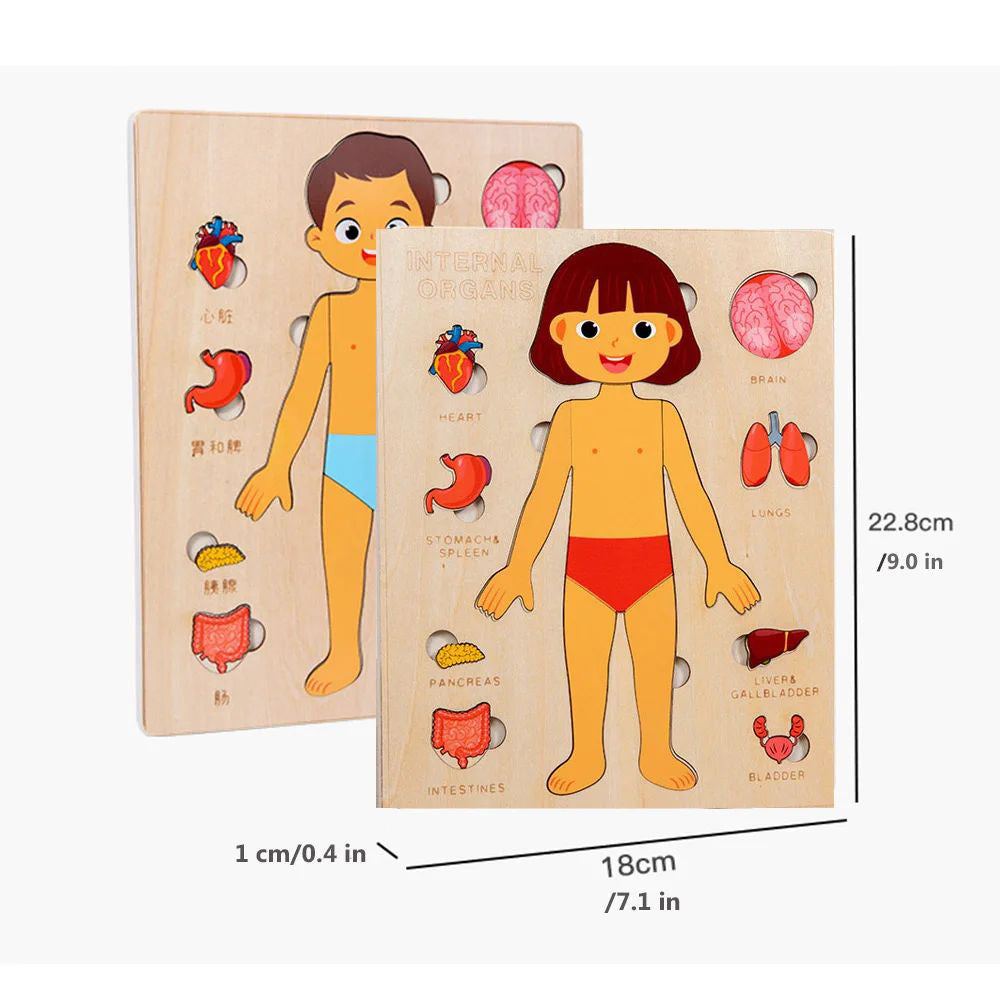 Montessori Wooden Human Body Organs Puzzle – Educational Anatomy Board