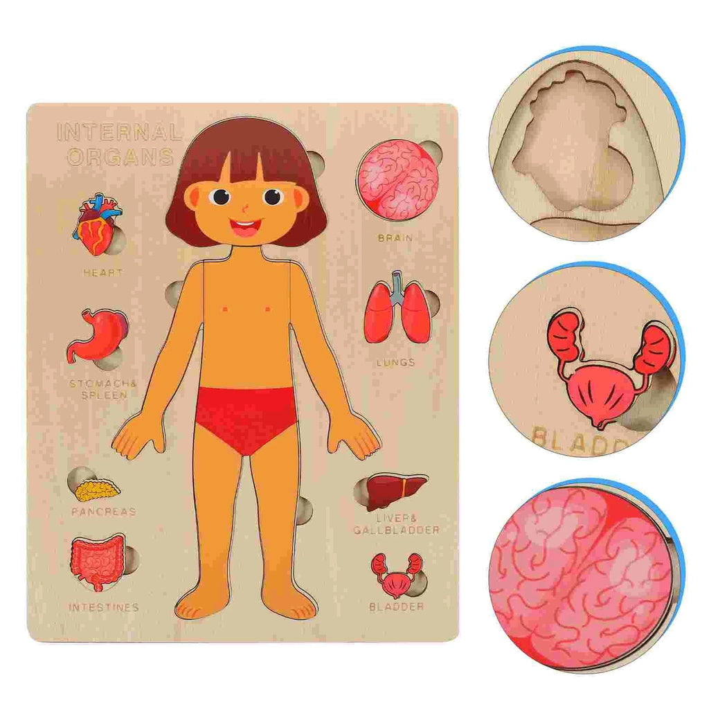 Montessori Wooden Human Body Organs Puzzle – Educational Anatomy Board