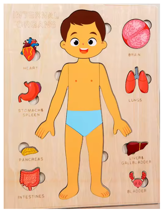 Montessori Wooden Human Body Organs Puzzle – Educational Anatomy Board