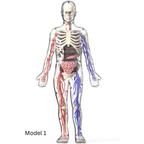 BodyVision™ Clear Anatomy Model