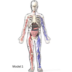 BodyVision™ Clear Anatomy Model