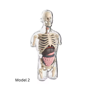 BodyVision™ Clear Anatomy Model