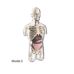BodyVision™ Clear Anatomy Model