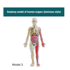 BodyVision™ Clear Anatomy Model