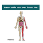 BodyVision™ Clear Anatomy Model