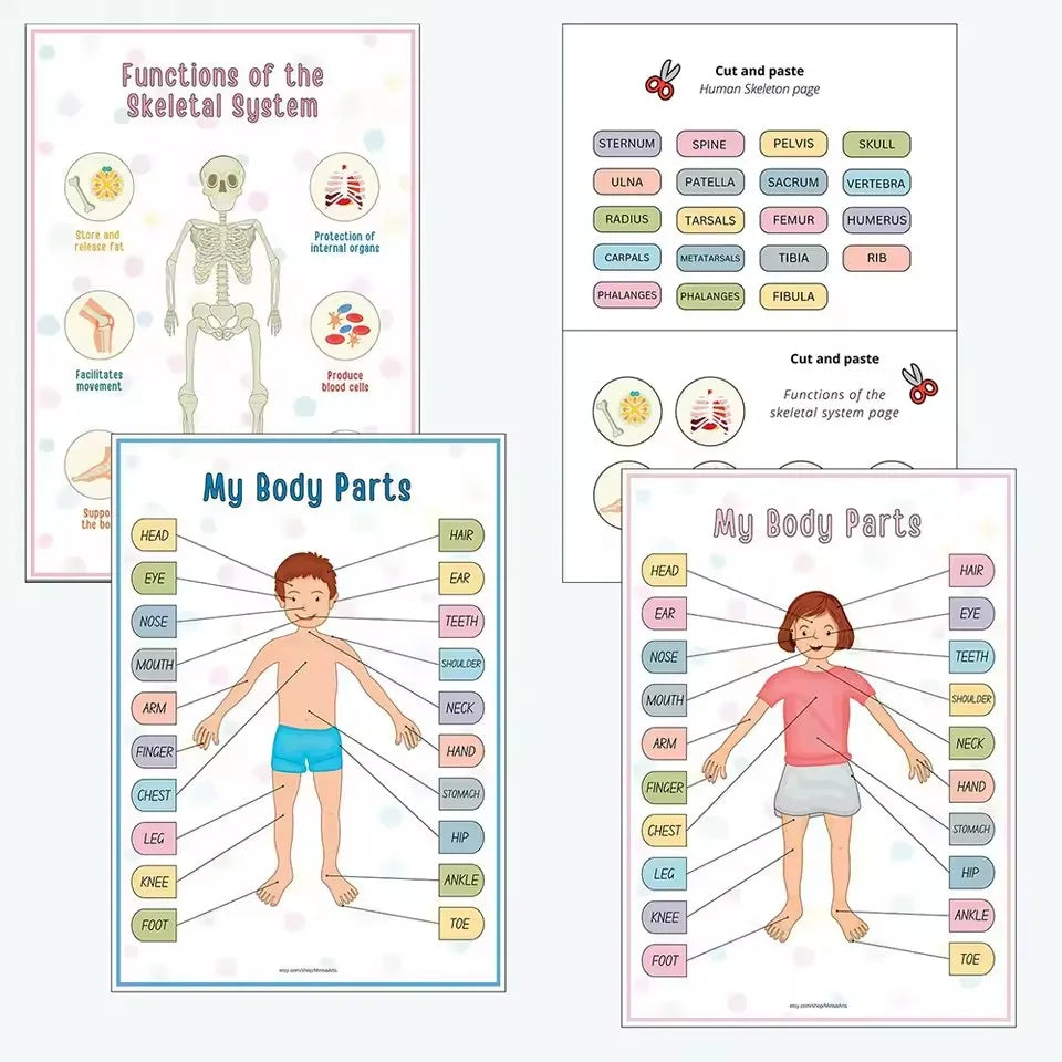 Montessori Human Anatomy Busy Book