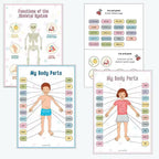 Montessori Human Anatomy Busy Book