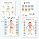 Montessori Human Anatomy Busy Book