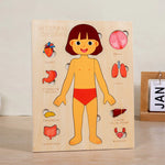 Montessori Wooden Human Body Organs Puzzle – Educational Anatomy Board