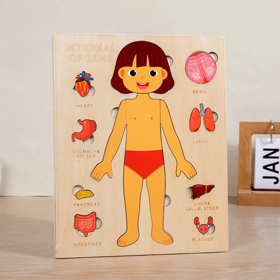 Montessori Wooden Human Body Organs Puzzle – Educational Anatomy Board