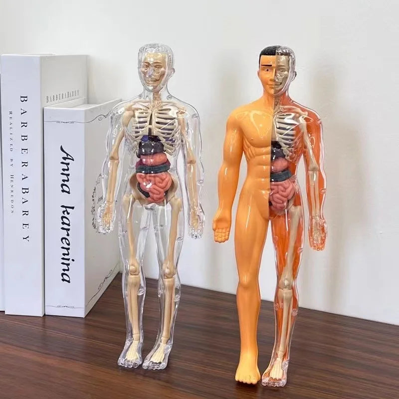 BodyVision 3D Human Torso Anatomy Model