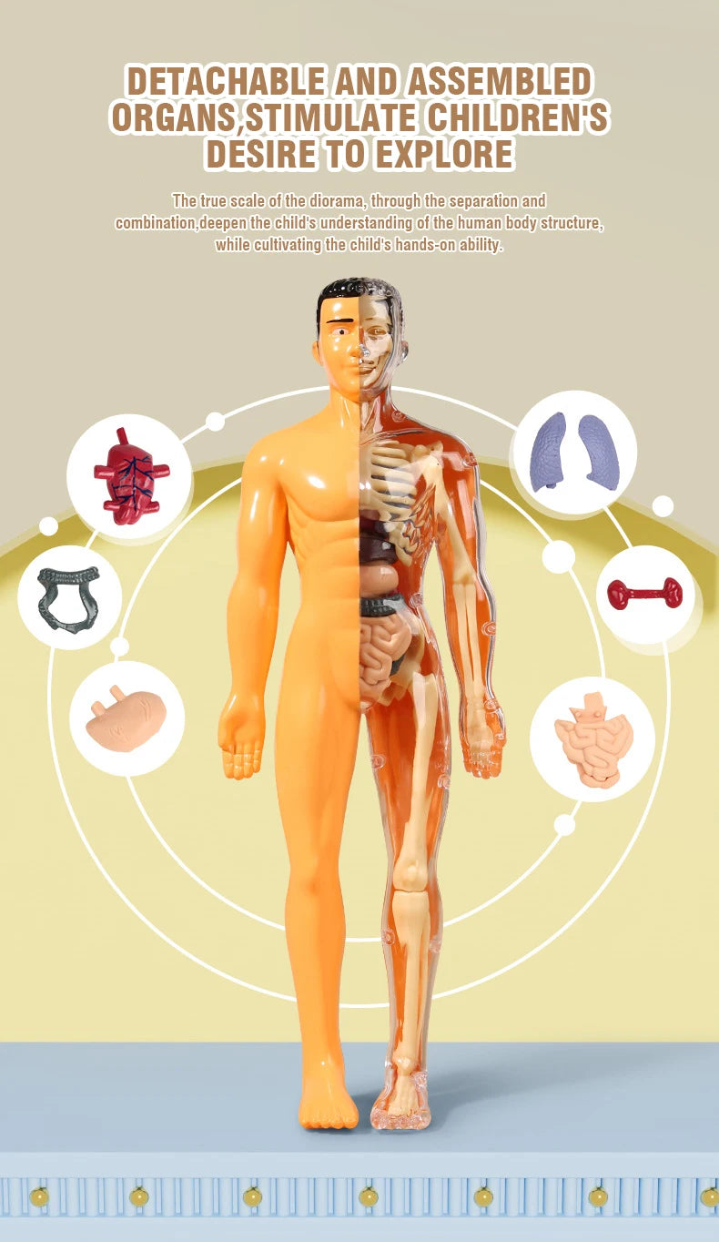 BodyVision 3D Human Torso Anatomy Model