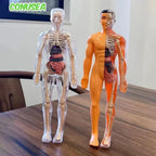 BodyVision™ Clear Anatomy Model