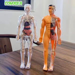 BodyVision™ Clear Anatomy Model