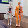 BodyVision™ Clear Anatomy Model