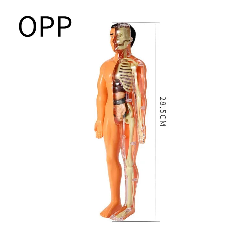 BodyVision 3D Human Torso Anatomy Model