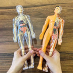 BodyVision 3D Human Torso Anatomy Model