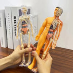 BodyVision 3D Human Torso Anatomy Model