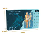 BodyVision 3D Human Torso Anatomy Model