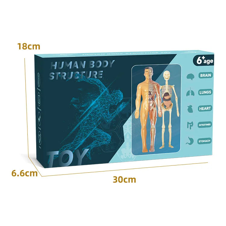BodyVision 3D Human Torso Anatomy Model
