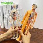 BodyVision™ Clear Anatomy Model
