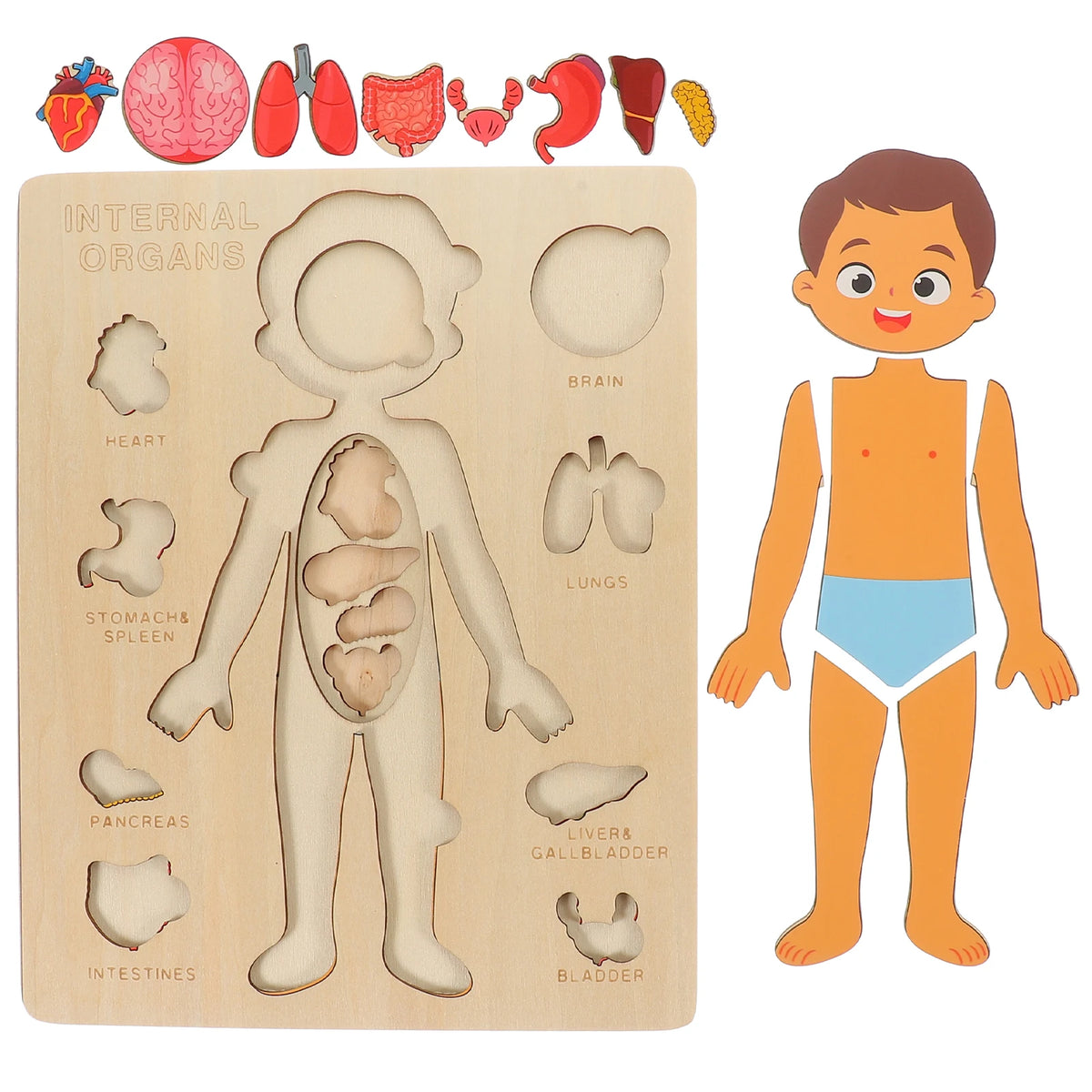 Montessori Wooden Human Body Organs Puzzle