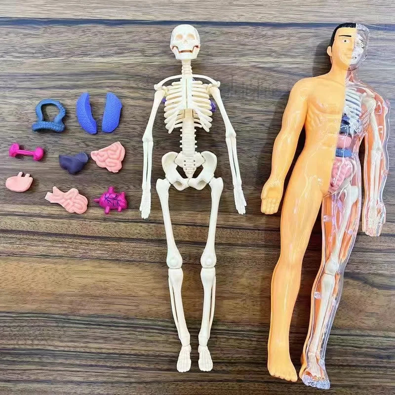 BodyVision 3D Human Torso Anatomy Model