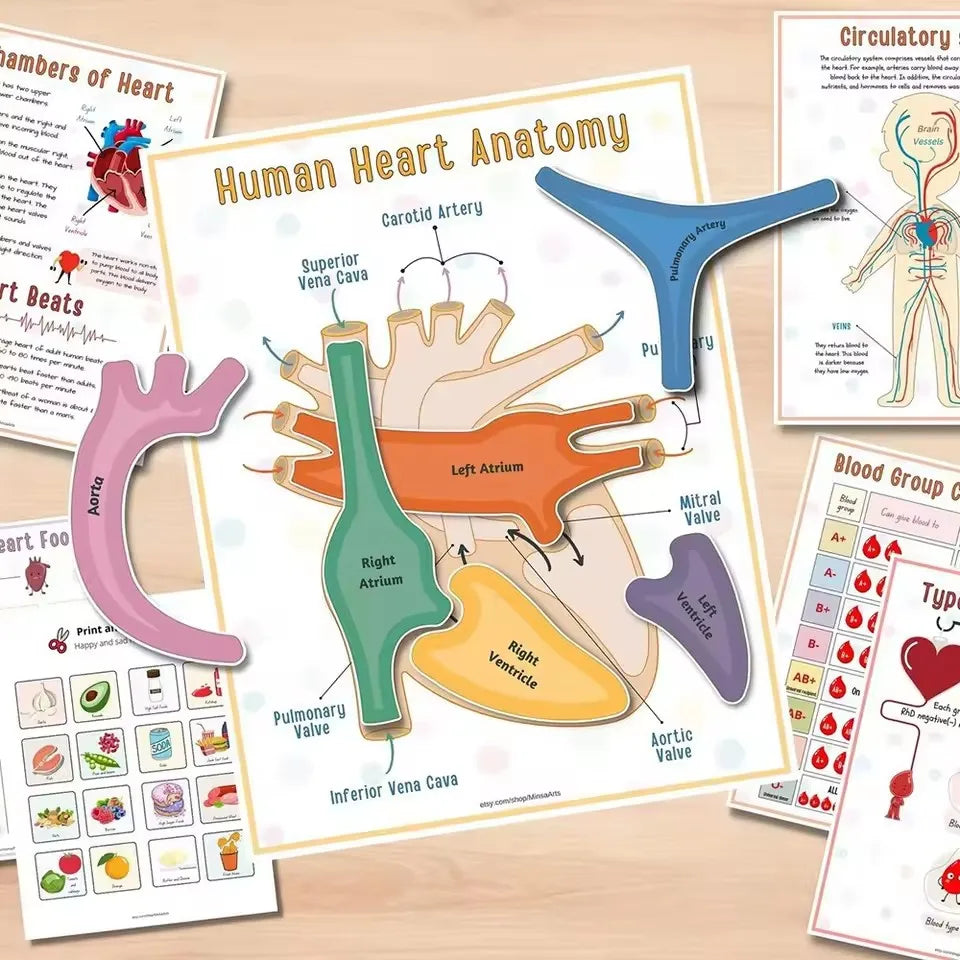 Montessori Human Anatomy Busy Book