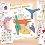 Montessori Human Anatomy Busy Book