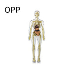 BodyVision 3D Human Torso Anatomy Model