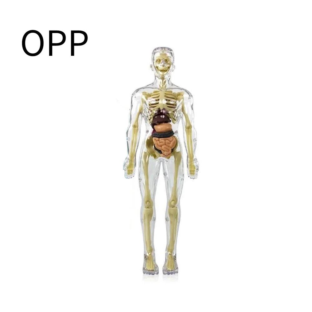 BodyVision 3D Human Torso Anatomy Model