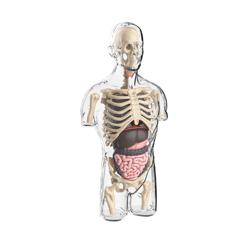 BodyVision 3D Human Torso Anatomy Model