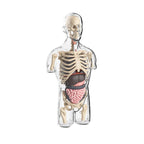BodyVision 3D Human Torso Anatomy Model