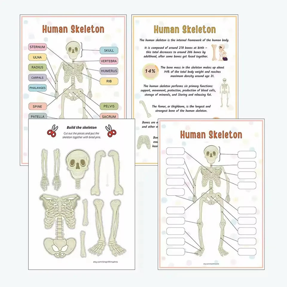 Montessori Human Anatomy Busy Book