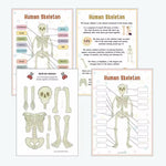 Montessori Human Anatomy Busy Book