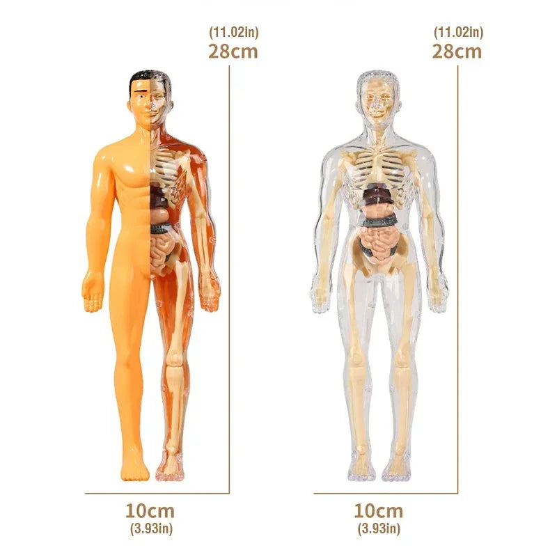 BodyVision™ Clear Anatomy Model