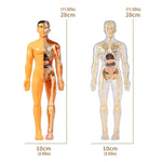 BodyVision™ Clear Anatomy Model