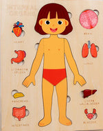 Montessori Wooden Human Body Organs Puzzle – Educational Anatomy Board