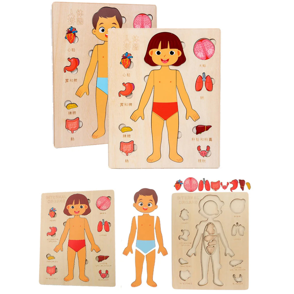 Montessori Wooden Human Body Organs Puzzle