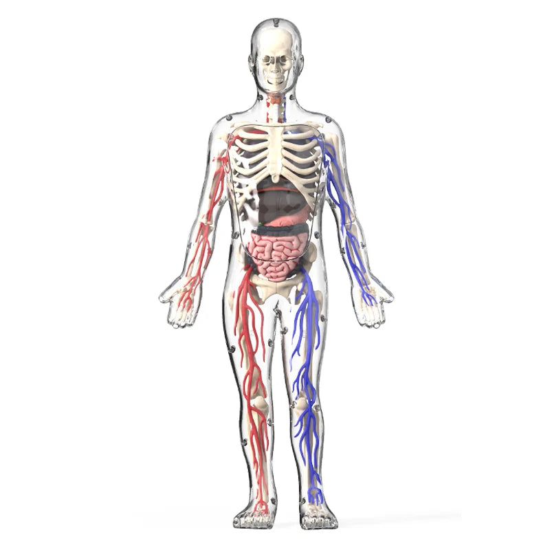 BodyVision 3D Human Torso Anatomy Model