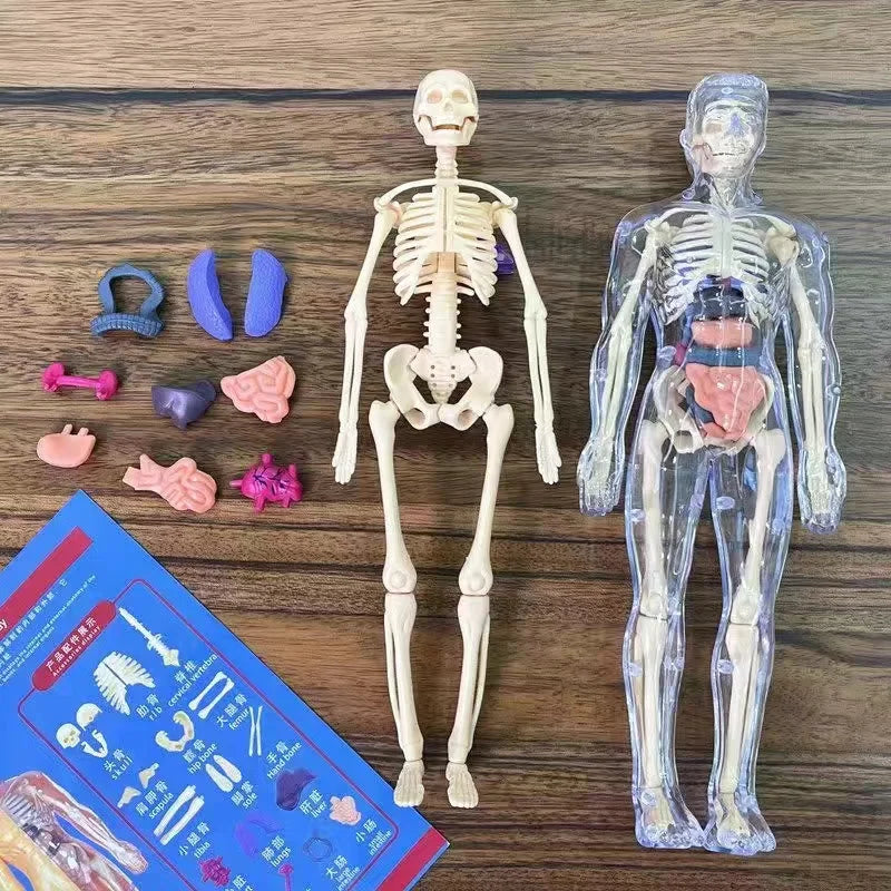 BodyVision 3D Human Torso Anatomy Model