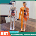 BodyVision 3D Human Torso Anatomy Model