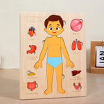 Montessori Wooden Human Body Organs Puzzle – Educational Anatomy Board