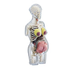 BodyVision 3D Human Torso Anatomy Model