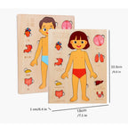 Montessori Wooden Human Body Organs Puzzle