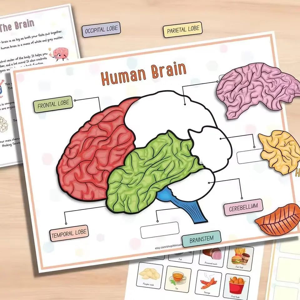 Montessori Human Anatomy Busy Book