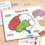 Montessori Human Anatomy Busy Book