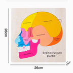 Montessori Wooden Human Body Organs Puzzle – Educational Anatomy Board