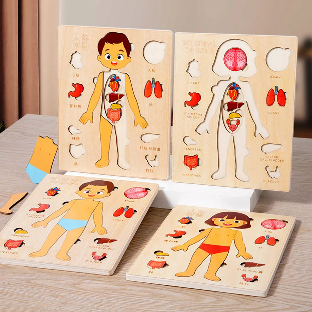 Montessori Wooden Human Body Organs Puzzle
