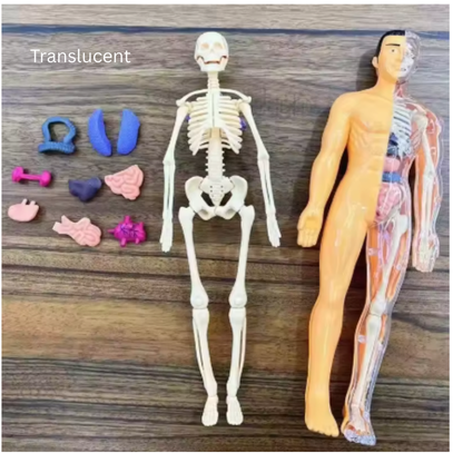 BodyVision™ Clear Anatomy Model